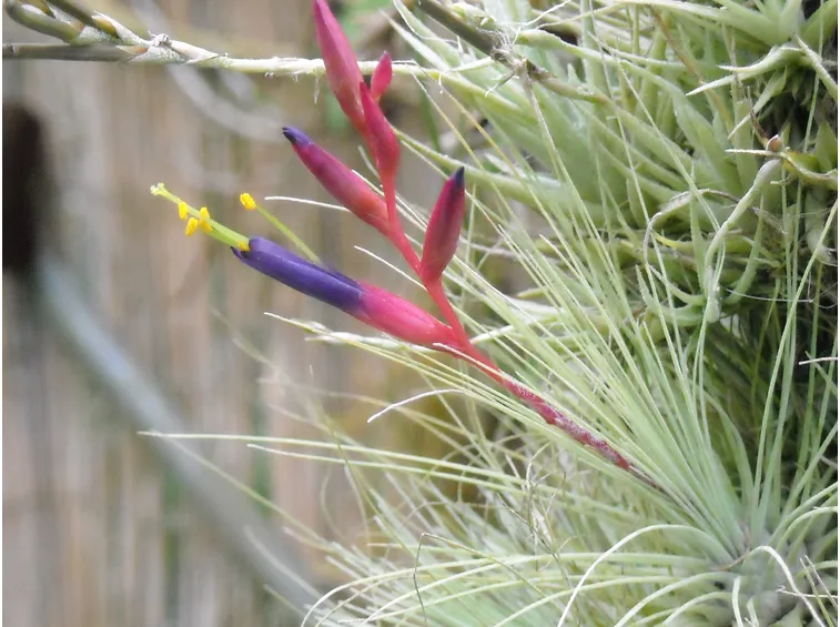 Tillandsia argentea