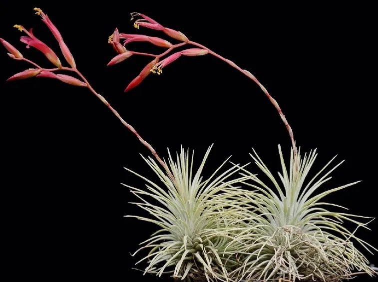 pianta tillandsia argentea