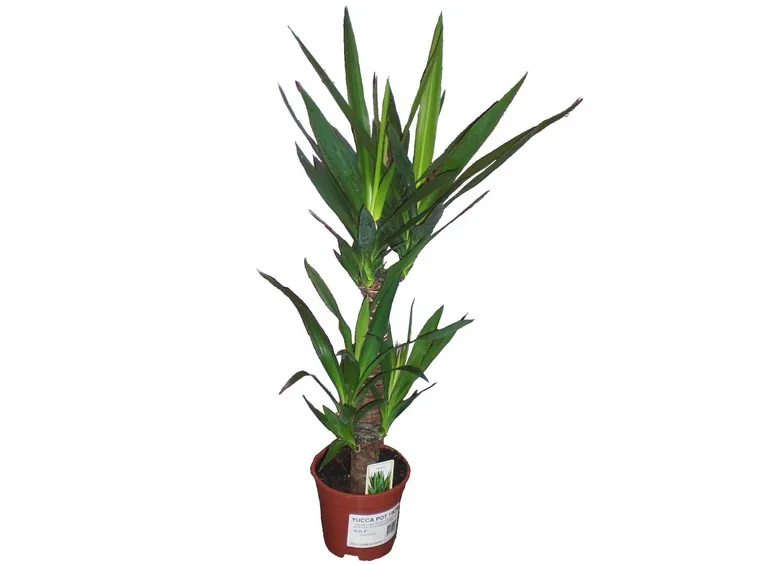 yucca di medie dimensioni
