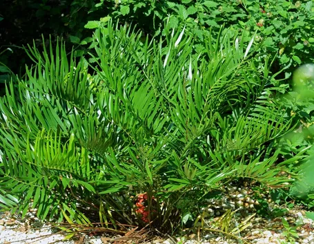 zamia