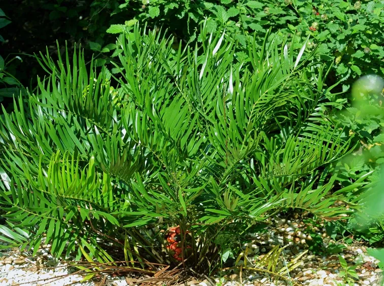 zamia