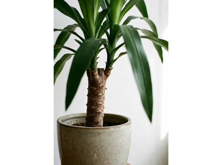 crassula