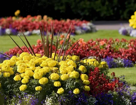 fiori giardino