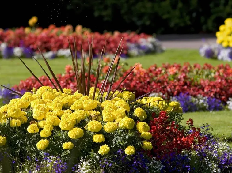 fiori giardino