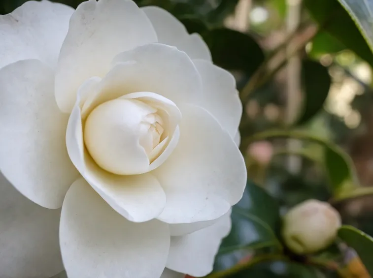 camelia