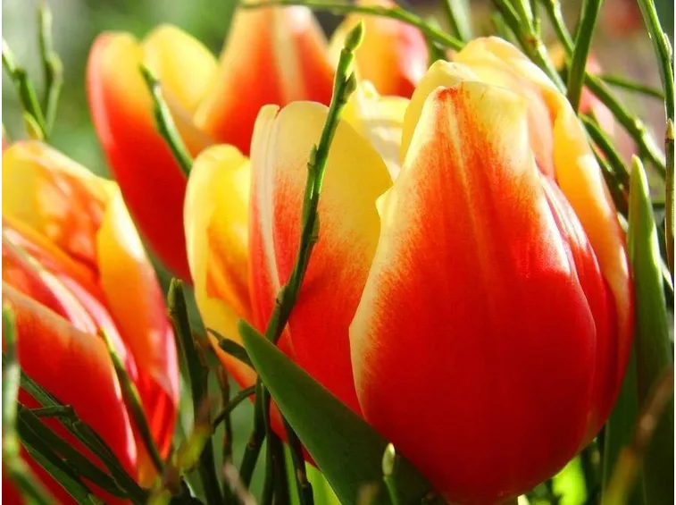 tulipano
