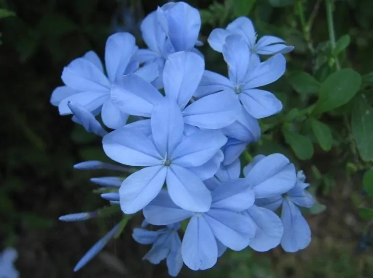 gelsomino azzurro