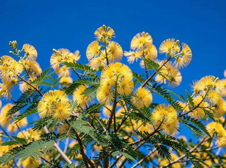 mimosa