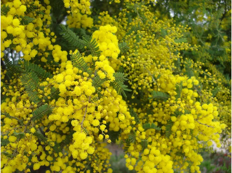 mimosa
