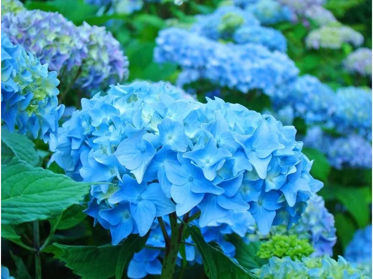 ortensie azzurre