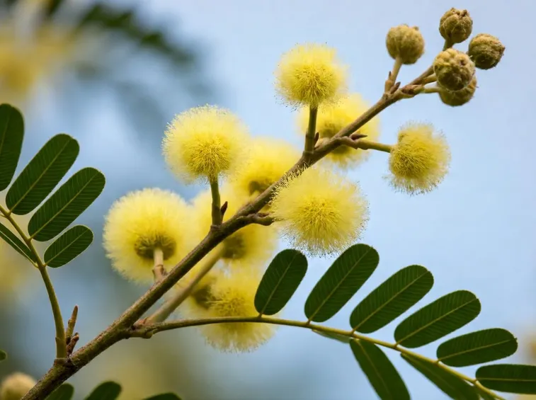 mimosa
