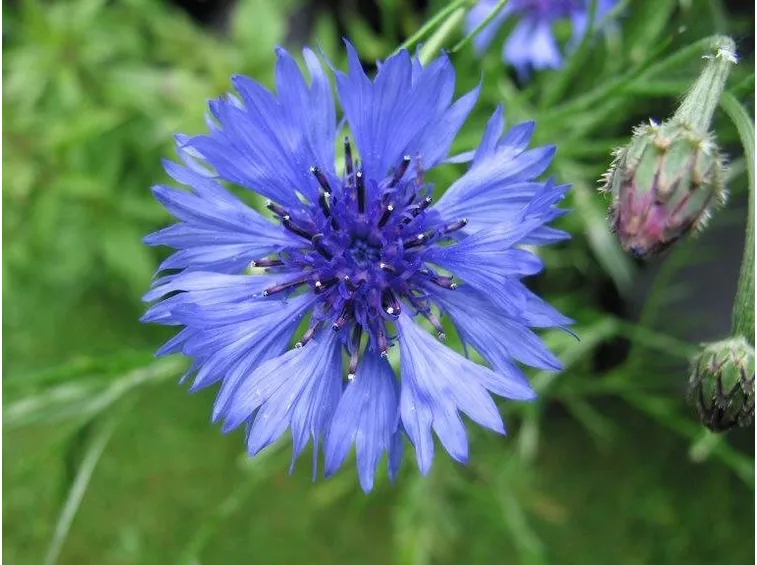 FIORDALISO