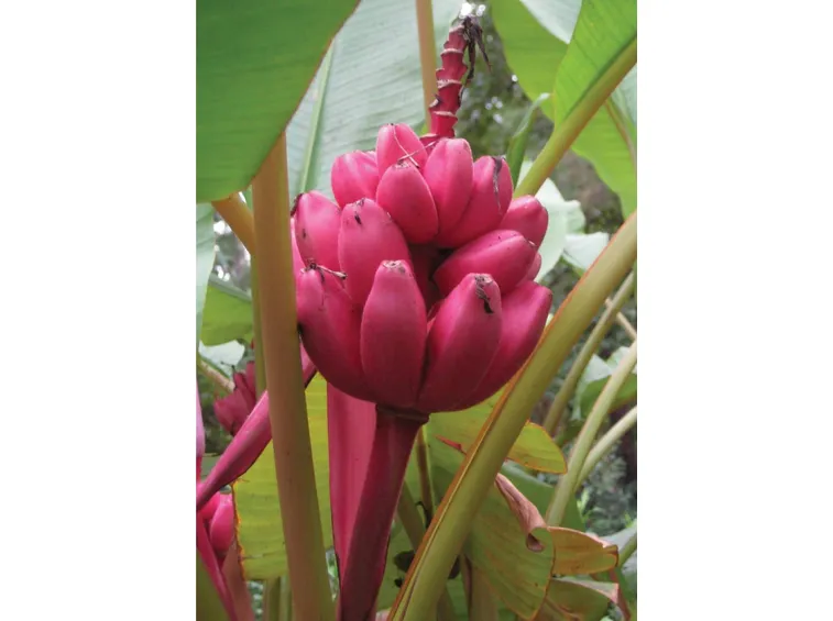 MUSA VELUTINA