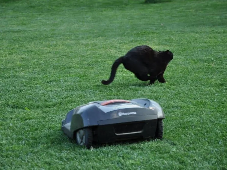 Nuovo amico per il gatto