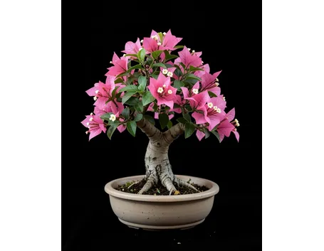 buganville bonsai