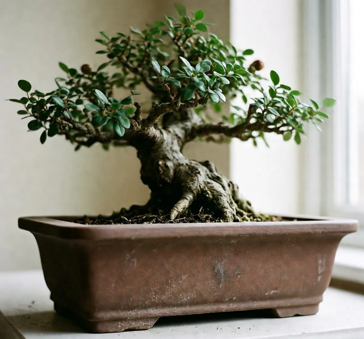 Cotonastro bonsai