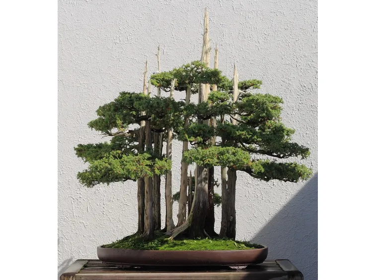 Cipresso bonsai