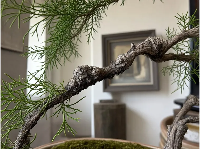 Cipresso bonsai