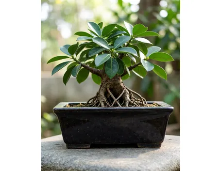 Ficus retusa