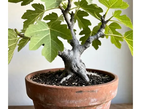 Fico bonsai