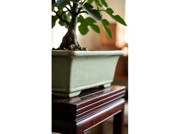 Fico bonsai
