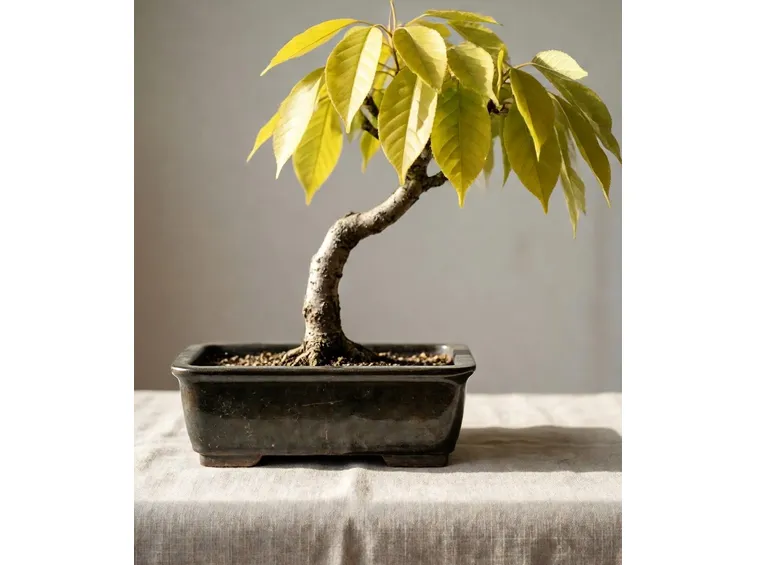 Frassino bonsai