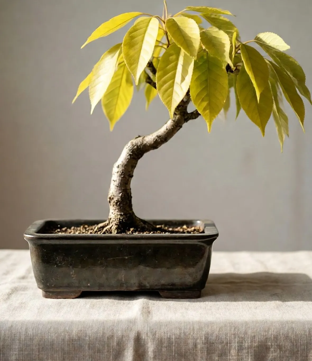 Frassino bonsai