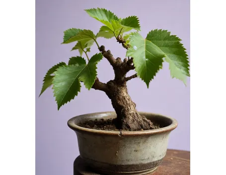 gelso bonsai