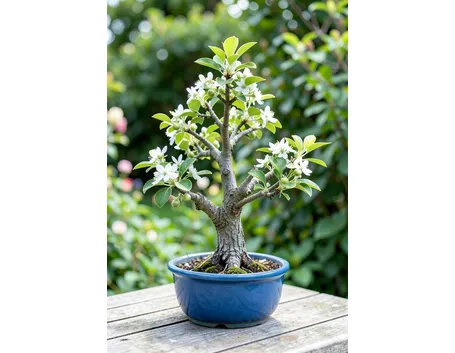 malus