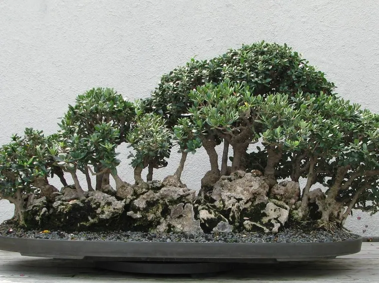 Ulivo Bonsai