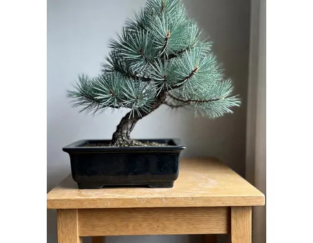 Pino bonsai