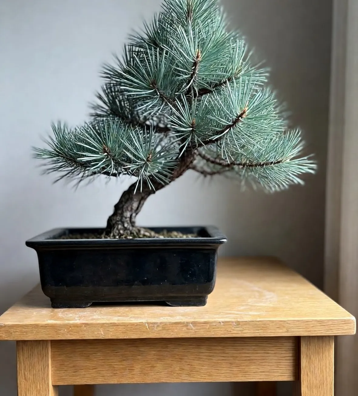 Pino bonsai