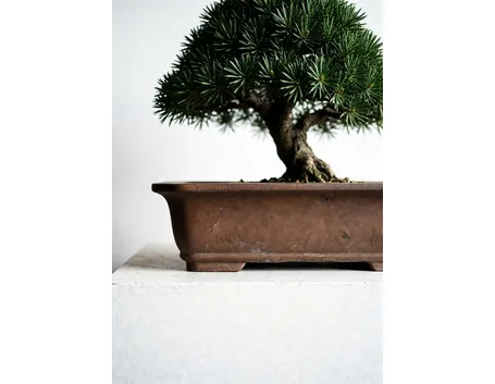 Podocarpo bonsai