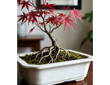 Quercia bonsai