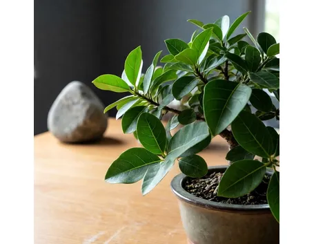 Bonsai di ficus