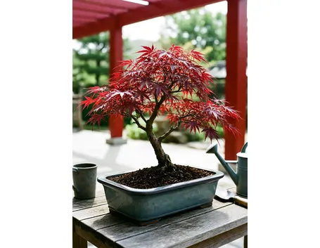 acero bonsai