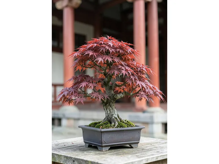 Acero bonsai
