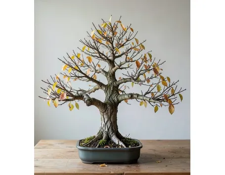 zelkova in autunno