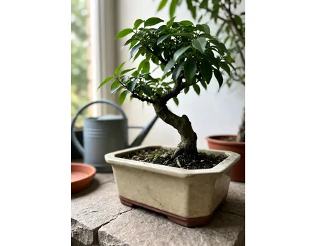 Ulmus parvifolia