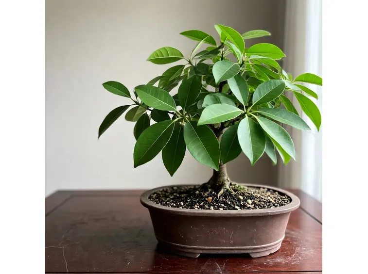 bonsai di ficus