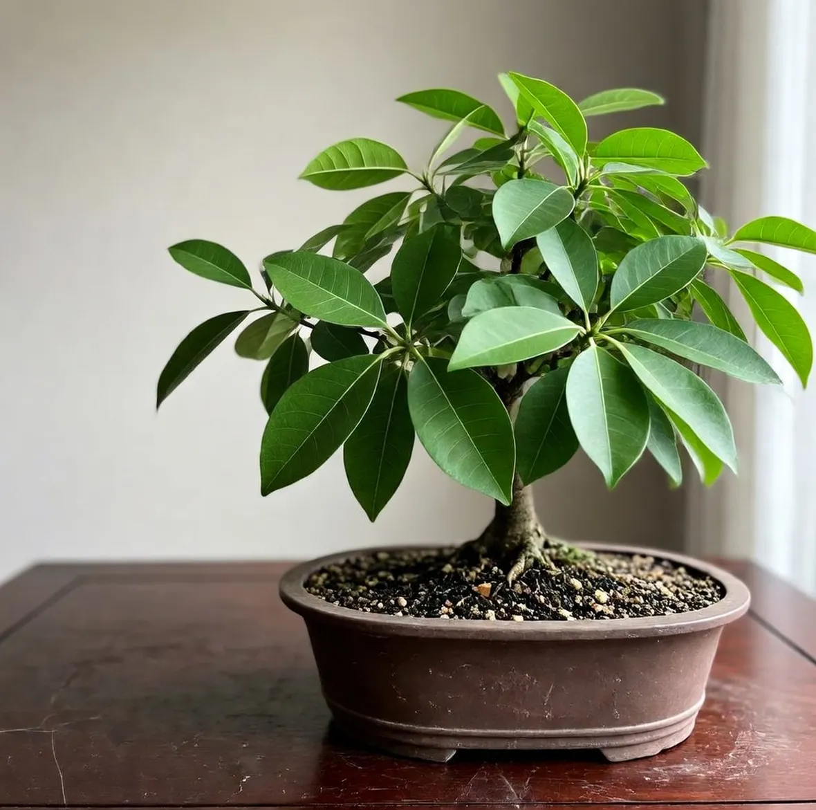 bonsai di ficus