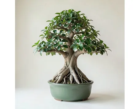 Bonsai ginseng