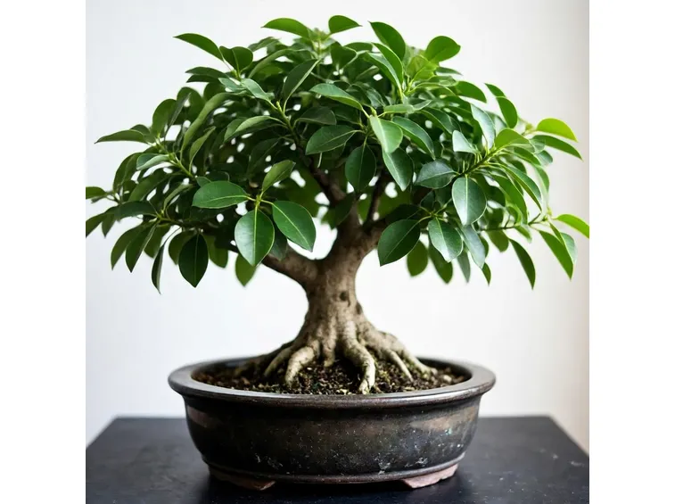 Ficus