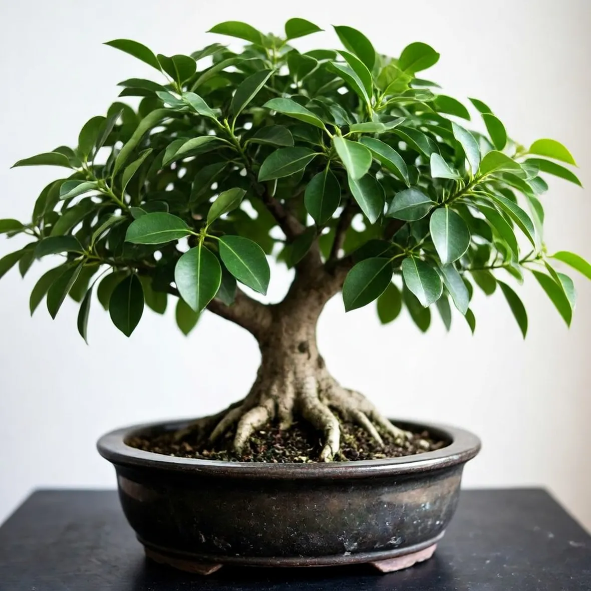Ficus