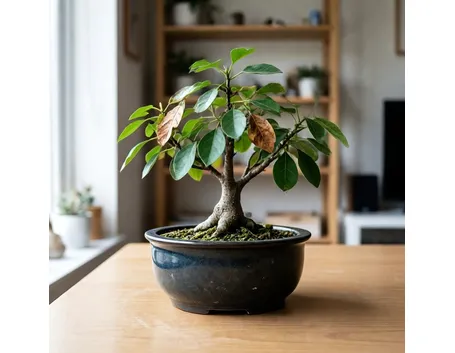 Ficus ginseng