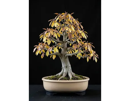 Bonsai di carpino