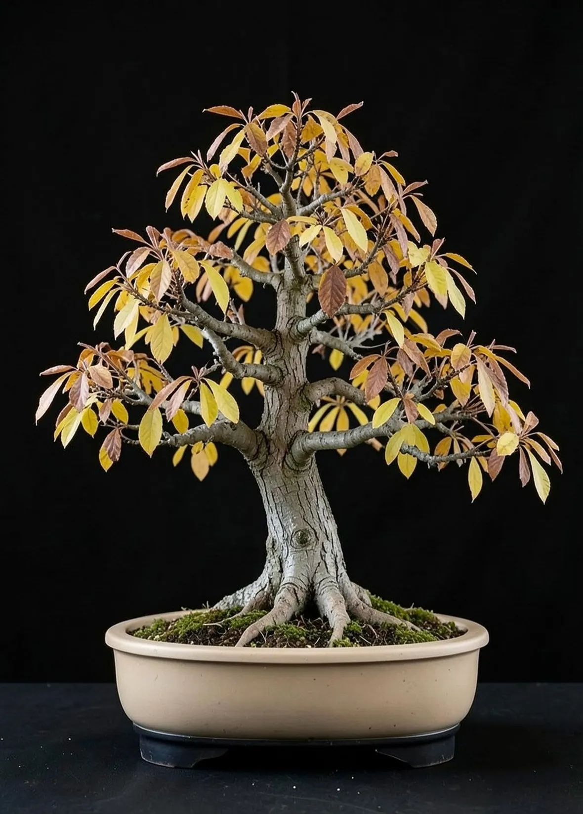 Bonsai di carpino