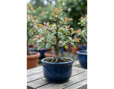 Melo bonsai