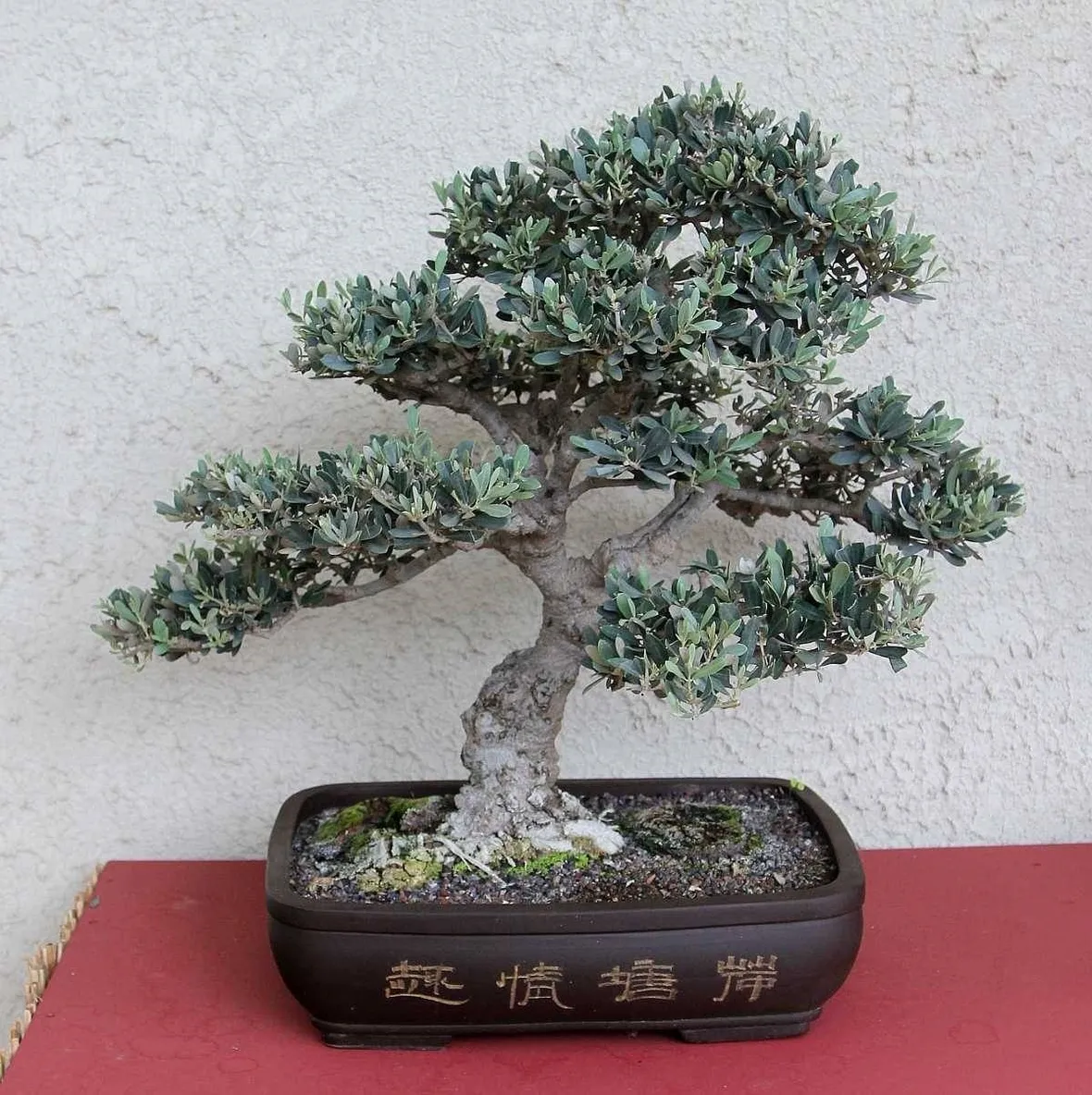 bonsai di ulivo