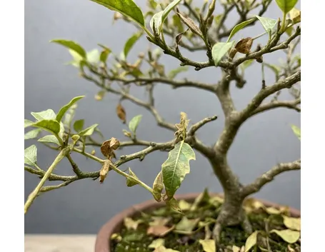 Sophora prostrata little baby